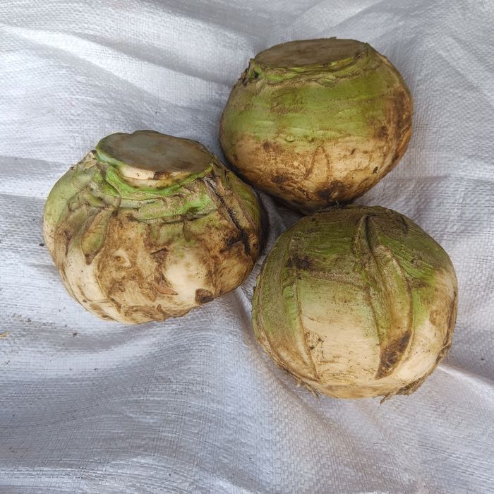 Brukiew żółta jadalna