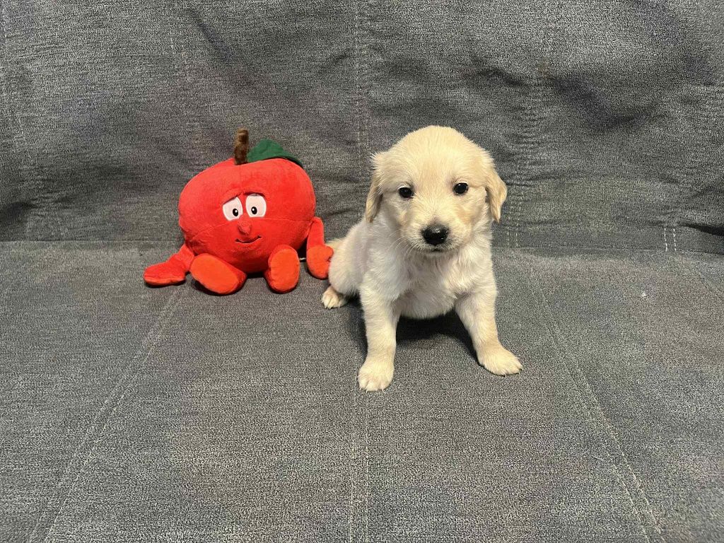 Już do odbioru.  Egon piesek Golden Retriever.