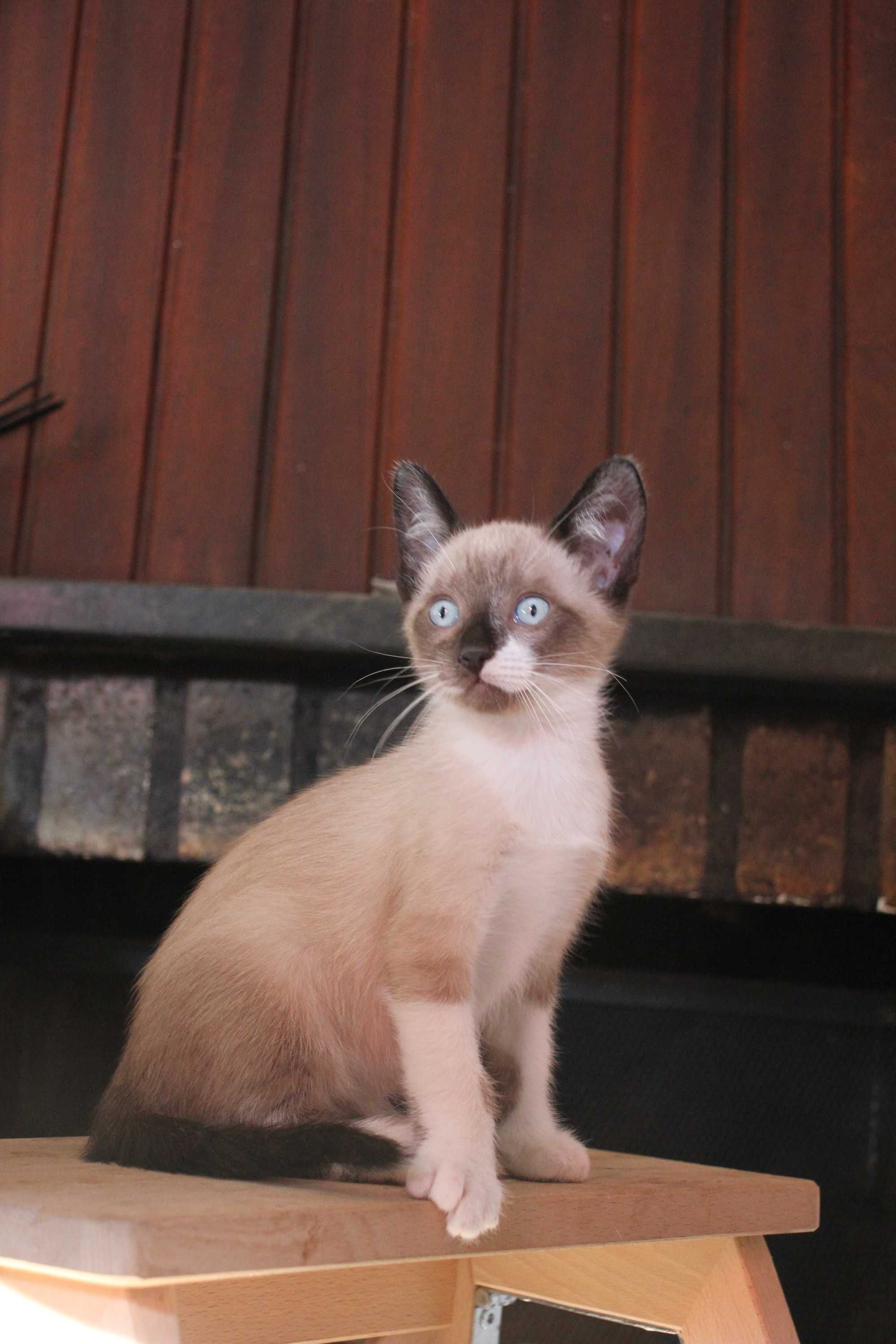 MACHO | Gatinho de olhos azuis e com a 1.a vacina para adoção