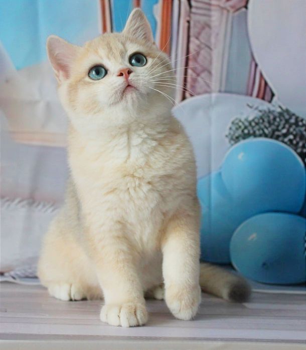 Британський красень- яскраве голубе золото чекає вас