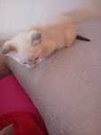 Gatinhoas para dar 2 meses