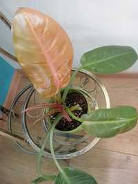 Philodendron price of Orange + Black cardinal gratis