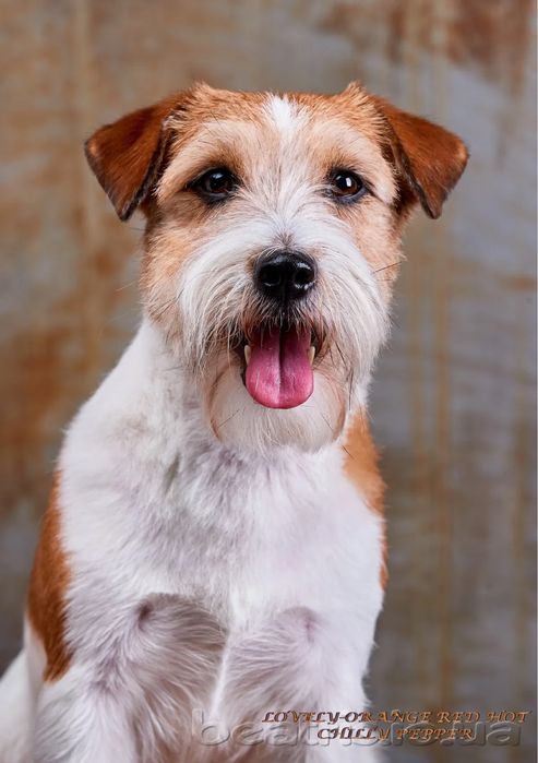 Цуценя Хлопчик Джек Рассел брокен