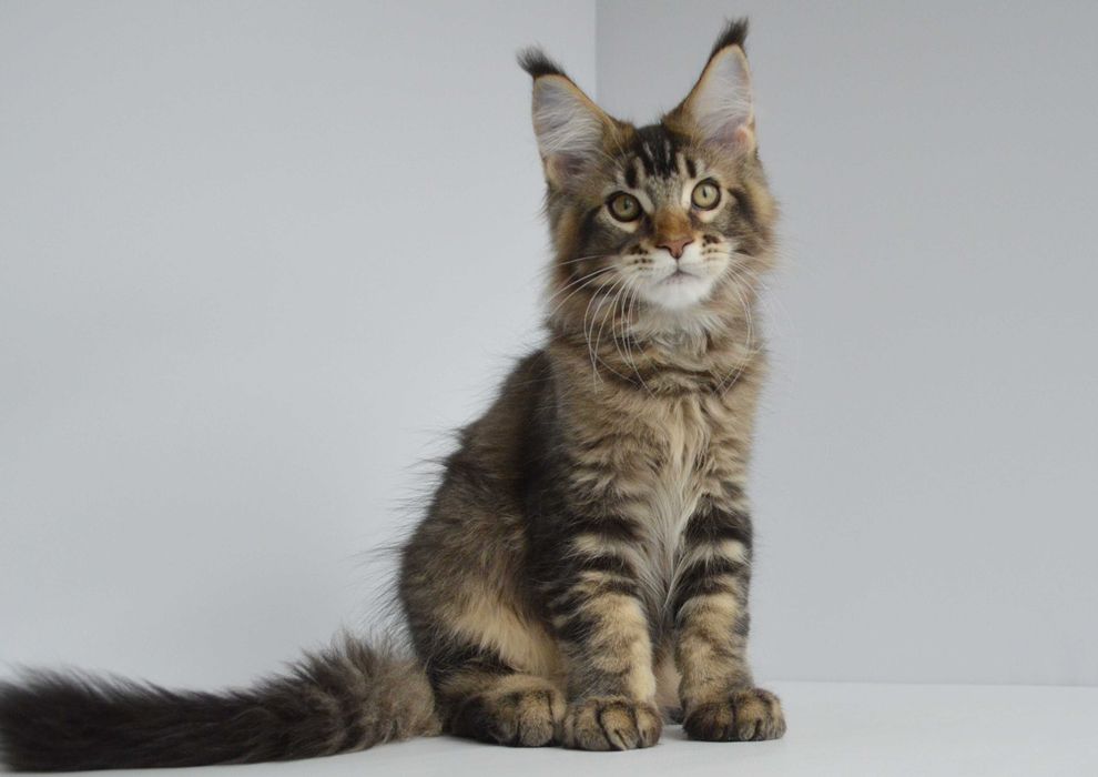 Мейн кун . Мальчик Нильс 3 мес.