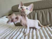 Devon Rex - Kasper - Dostępny Kocurek Point z Niebieskimi Oczkami