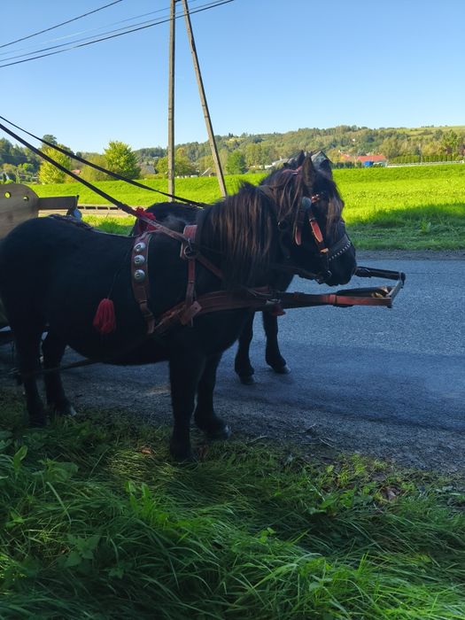 Klacz kucyk źrebna