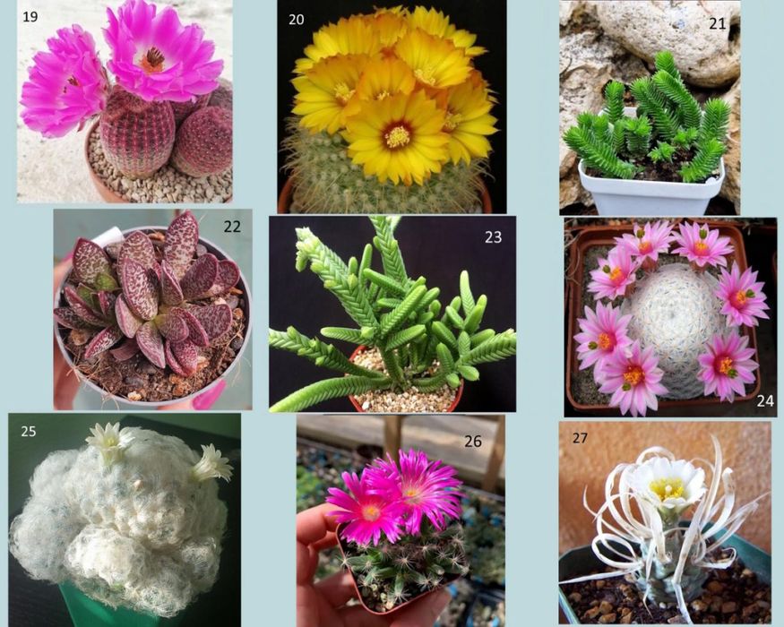 Кактуси, сукуленти для флораріума, мамілярія, гімнокаліціум, ребуція