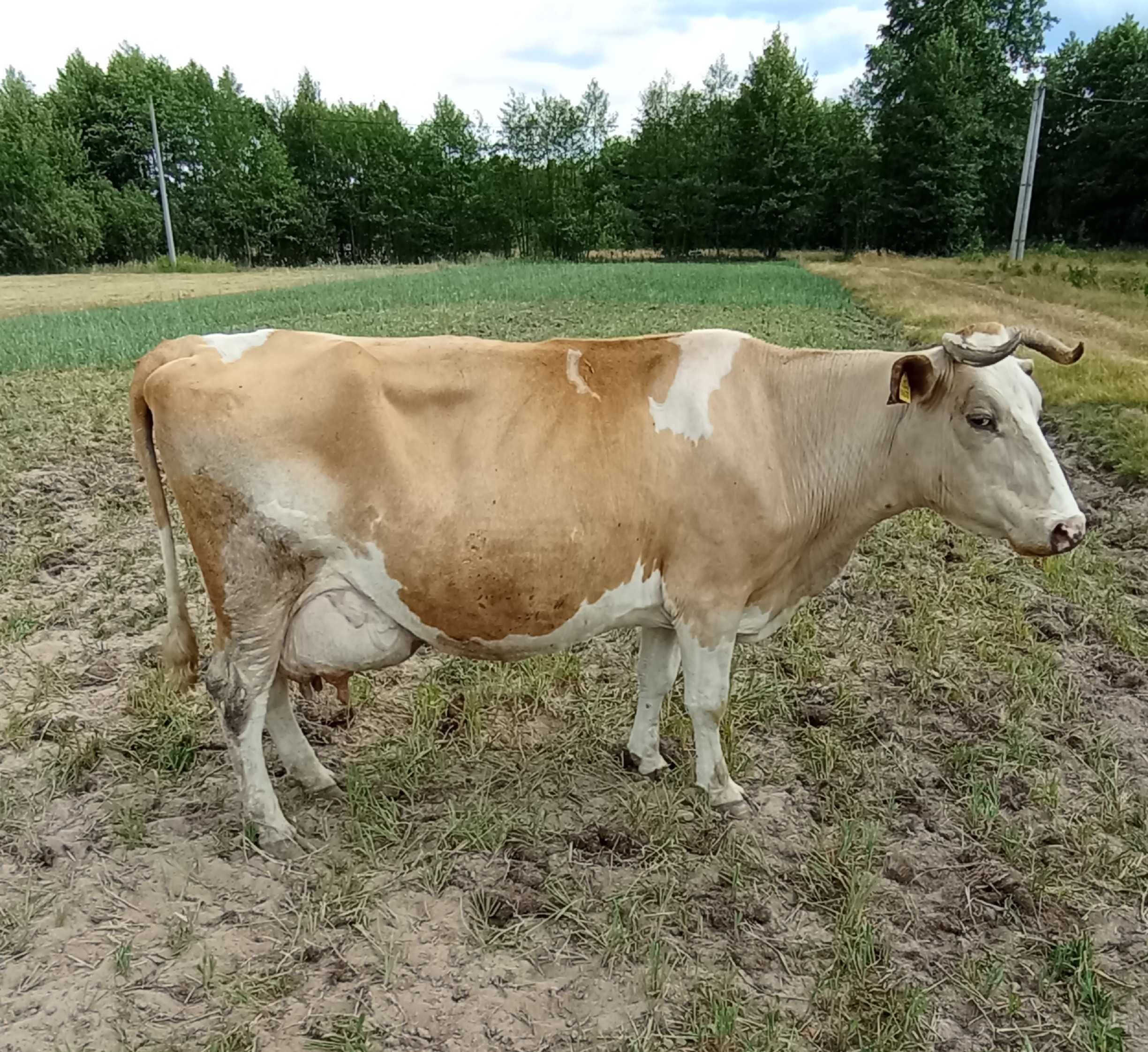 Mleczna krowa po ocieleniu