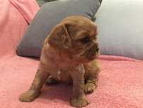 Cavalier King Charles Spaniel ruby