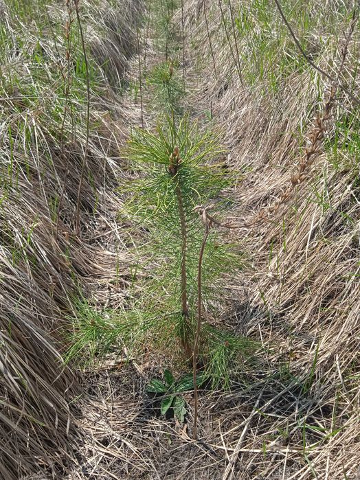 Продам сосну в комі