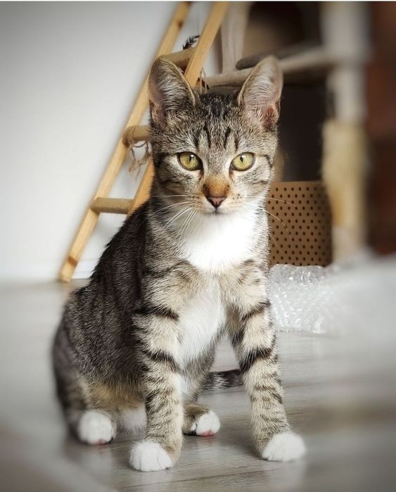 16 tygodniowa kicia szuka miłości