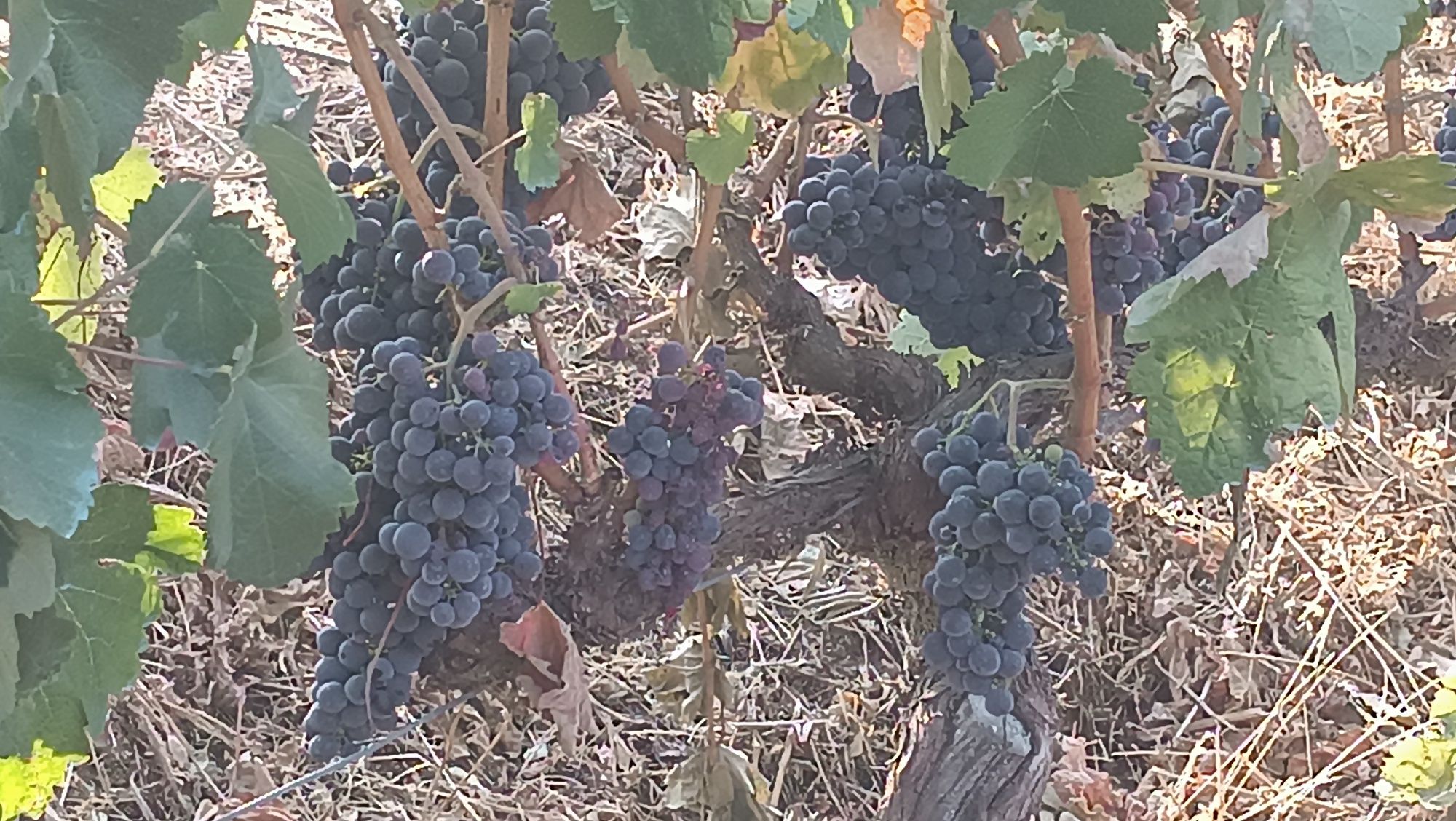 Vendo uvas para vinho