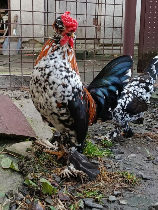 Алтайська бентамка. Декоративні карликові кури.