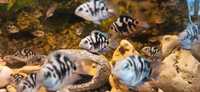 Цихліда рибка голуба панда синій тигр сапфіровий попугай риба папуга