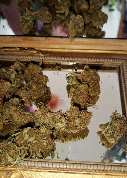 10g ROYAL SKYWALKER Susz Roślinny cbt cbl cbc odlot! Działa! Promocja!