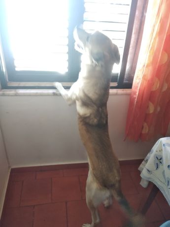 Cão maxo labrador com husky