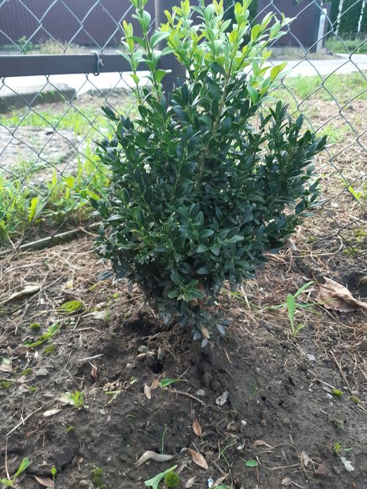 Живопліт самшита