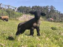 Borregos Suffolks puros