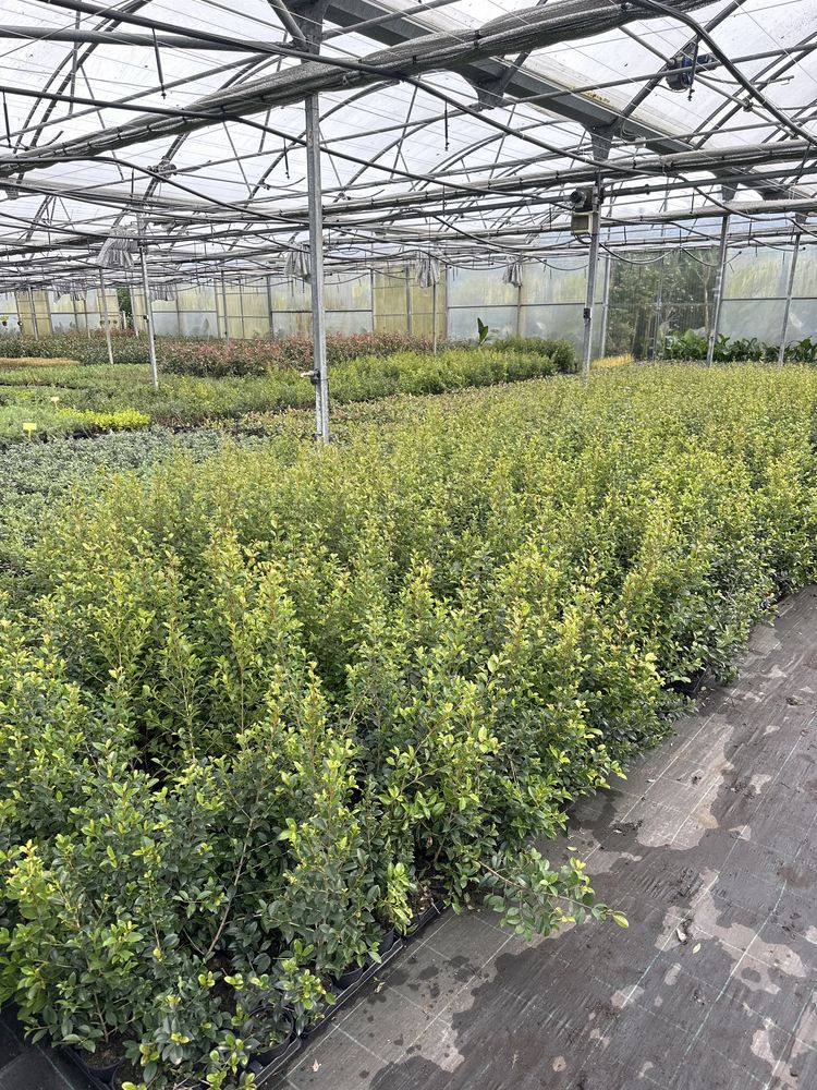 Eugênia Myrtifolia Newport - 50/100cm