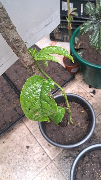 Pés de maracuja roxo