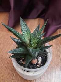 Хавортія Лімофілія, Haworthia limifolia, суккулент.