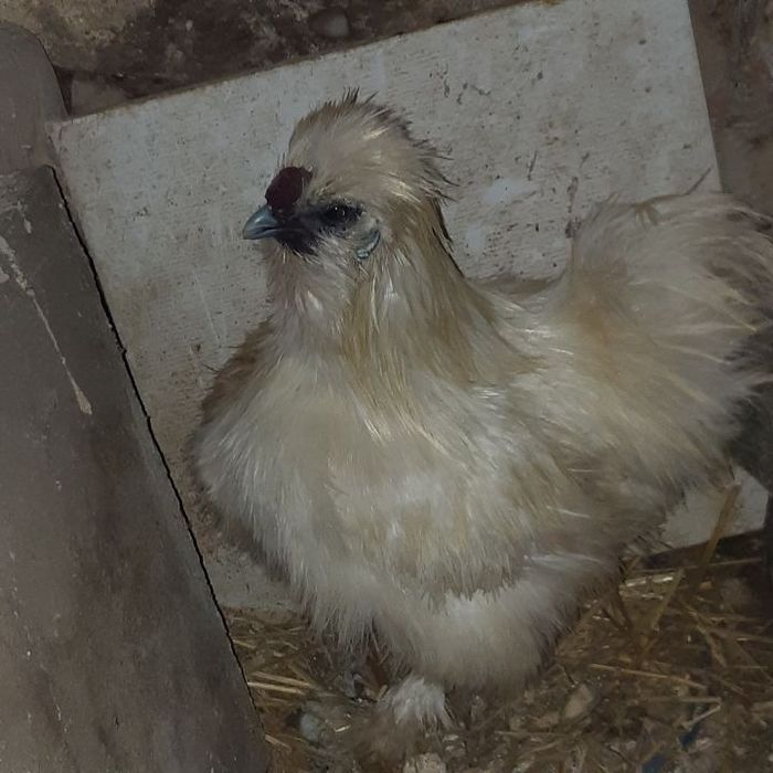 Sprzedam koguty silki,czubatki,ayam cemani