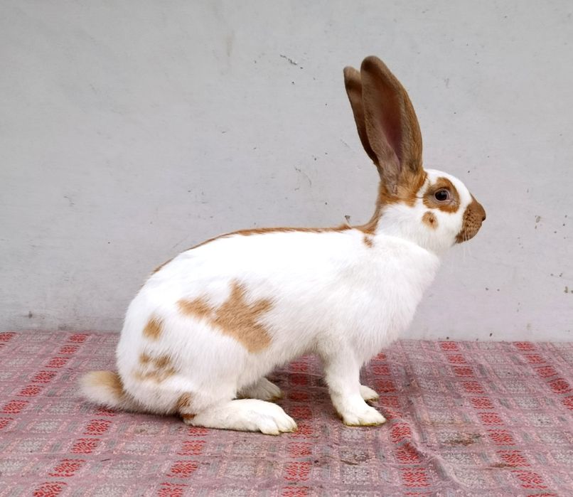 Німецький строкач кролики