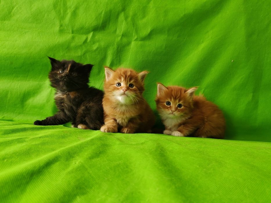 Котята разного возраста. Есть выбор.