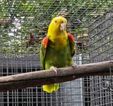 Amazona oratrix magna