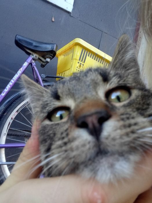 Oddam  wyrzucone kotki