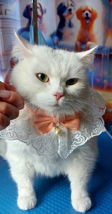 Грумінг котів (Експрес линька, бриття*)