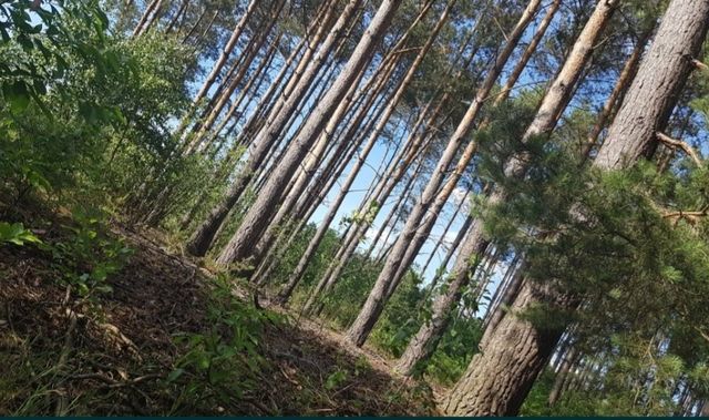 Las sosnowy 70 letni 1,5ha  dostęp do mediów własna droga