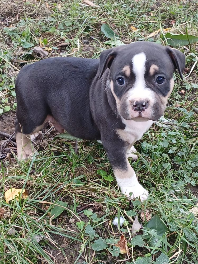 American Bully śliczny piesek
