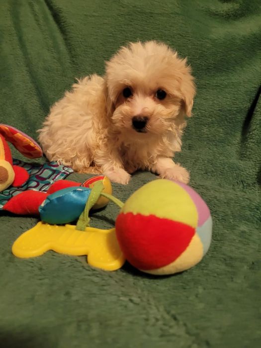 Maltipoo suczka Warszawa maltańczyk pudel