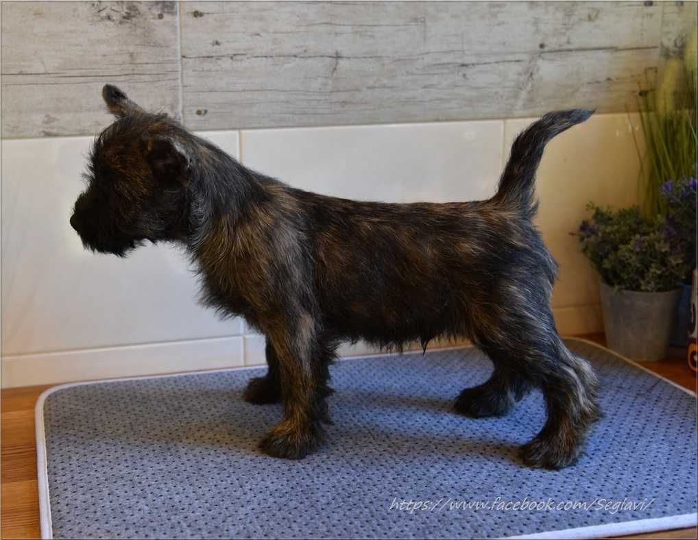 Cairn Terrier - rodowodowy (ZKwP/FCI) piesek po imporcie ze Szwecji