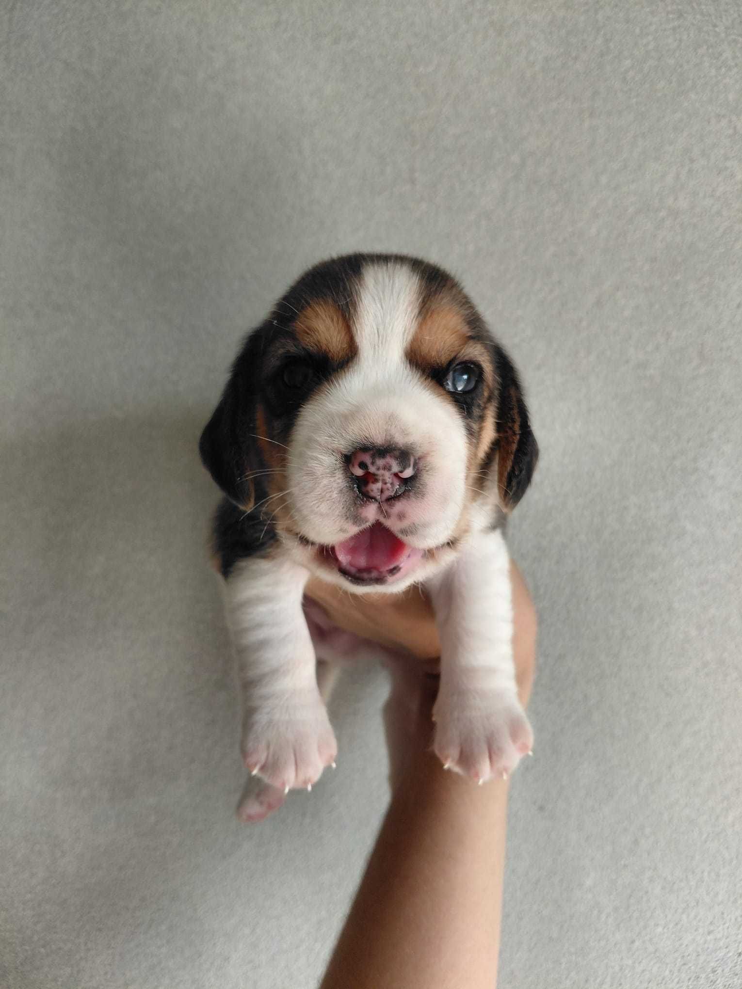 Cachorro Beagle TOP