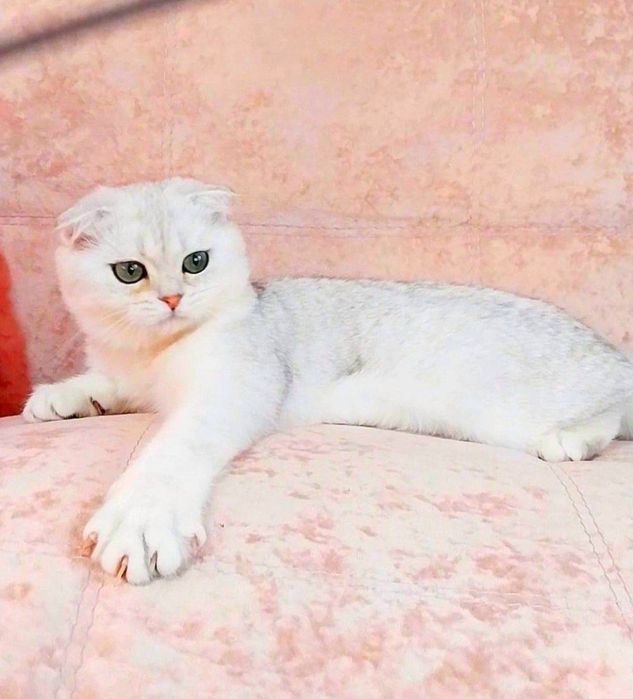 Срібний красунчик хлопчик шиншилка