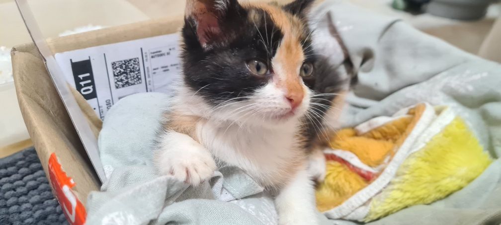 Gatinha (pensamos ser) para adoção