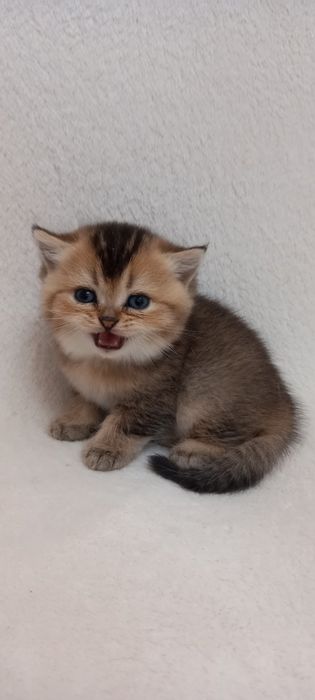 Шотландские котята .Золотая тикированная шиншилла ny 25..