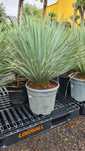 Yucca rostrata  juka mrozoodporna