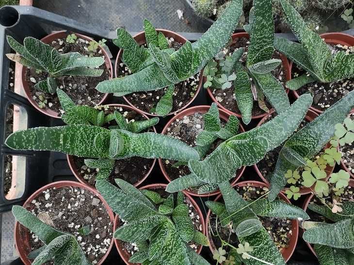 sukulent gasteria