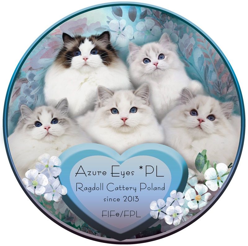 Kocurek Ragdoll seal bicolor lynx, rodowód FPL