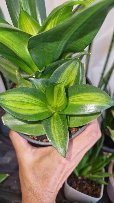 Коллекційна сансевієрія, sansevieria