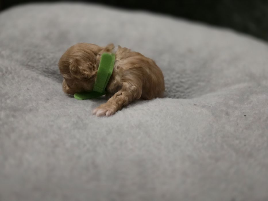 Maltipoo f1  xss piesek do rezerwacji!!!