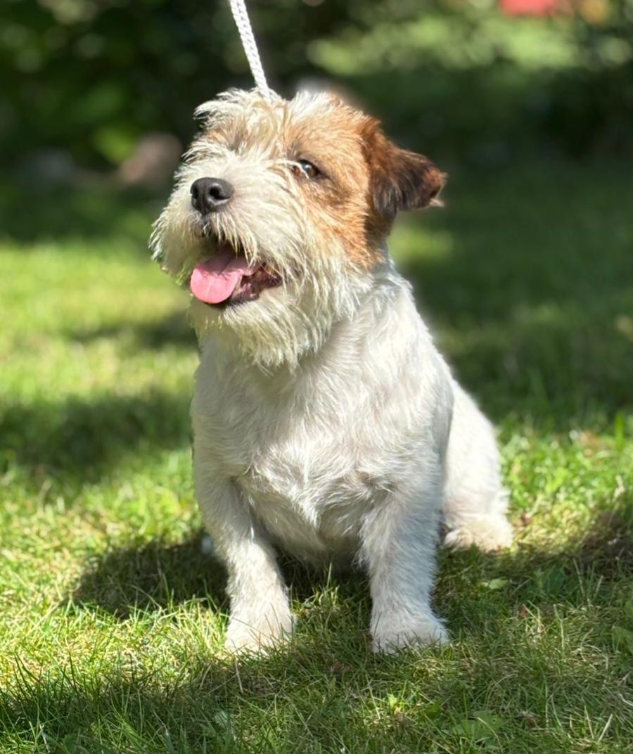 Jack Russell Terrier