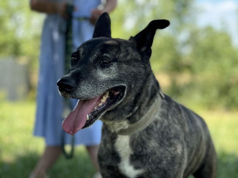 Morengo do adopcji!