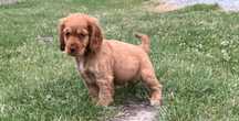 Piesek Cocker Spaniel