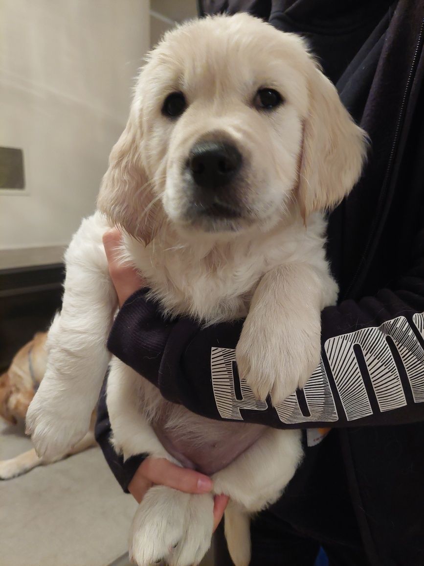 Golden Retriever