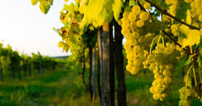 Uvas para vinho branco ou misturar