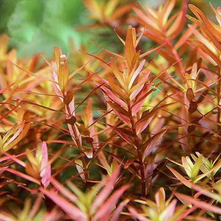 rotala colorata  pieknie wybarwiona niska cena